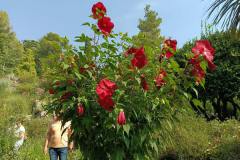IMG-20210923-WA0023
