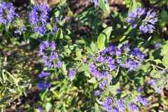 IMG-20220407-WA0002
