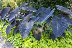 IMG-20220407-WA0015
